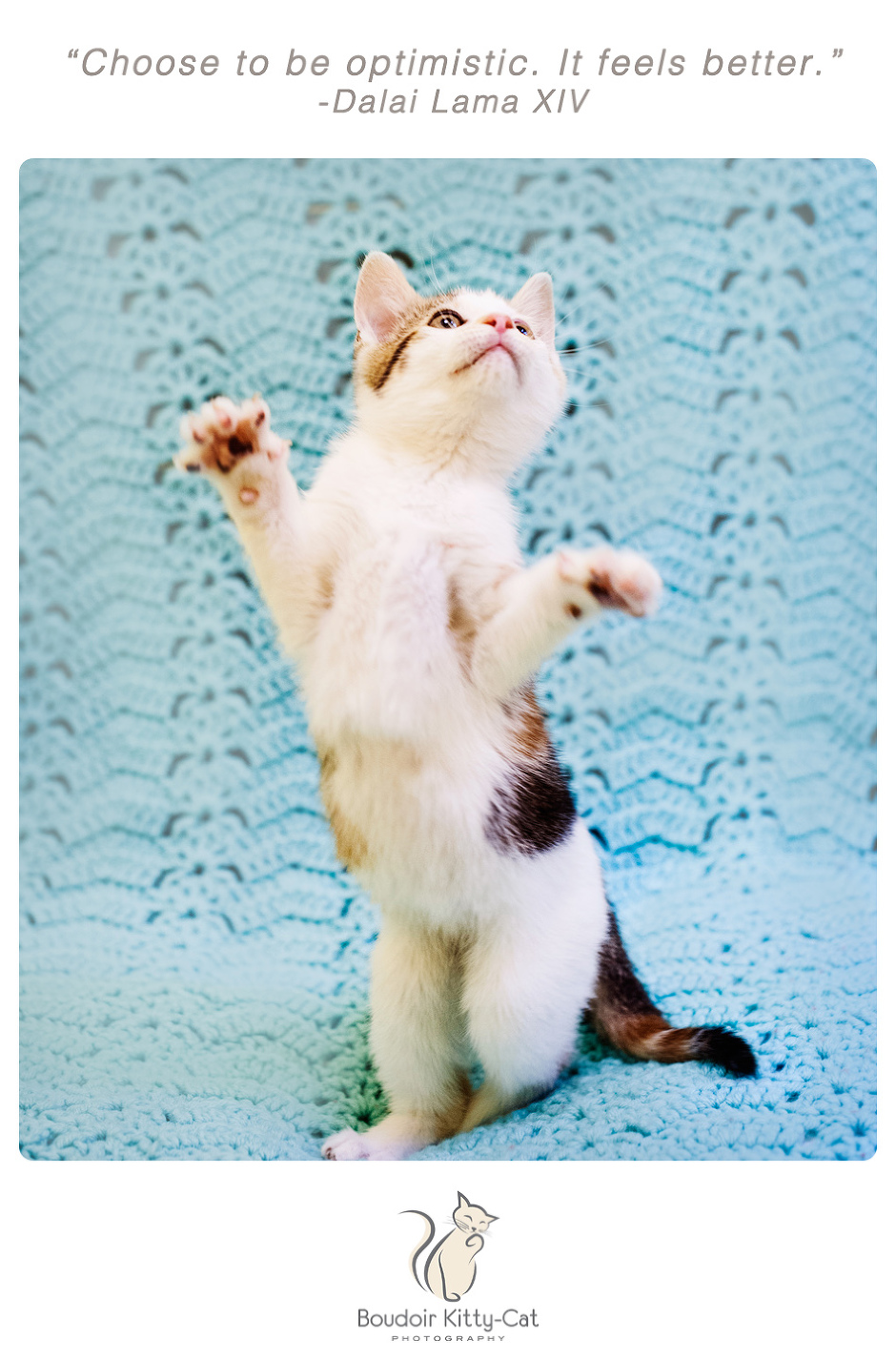 Photo of a kitten standing