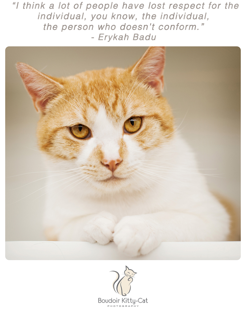 Photo of an orange and white tabby cat