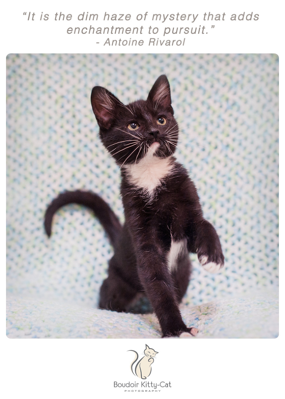 Photo of a tuxedo kitten