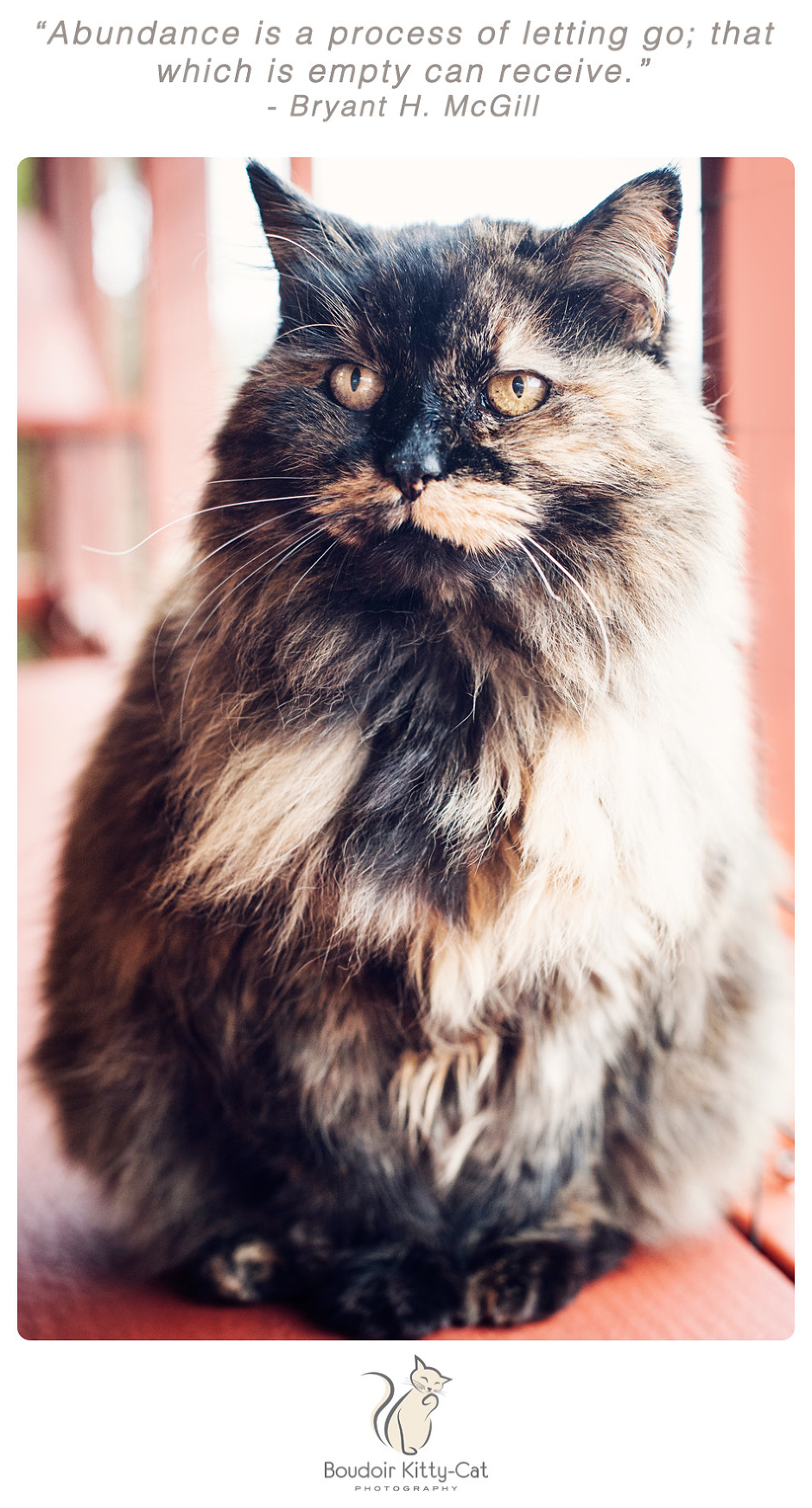 Photo of a long-haired torti cat