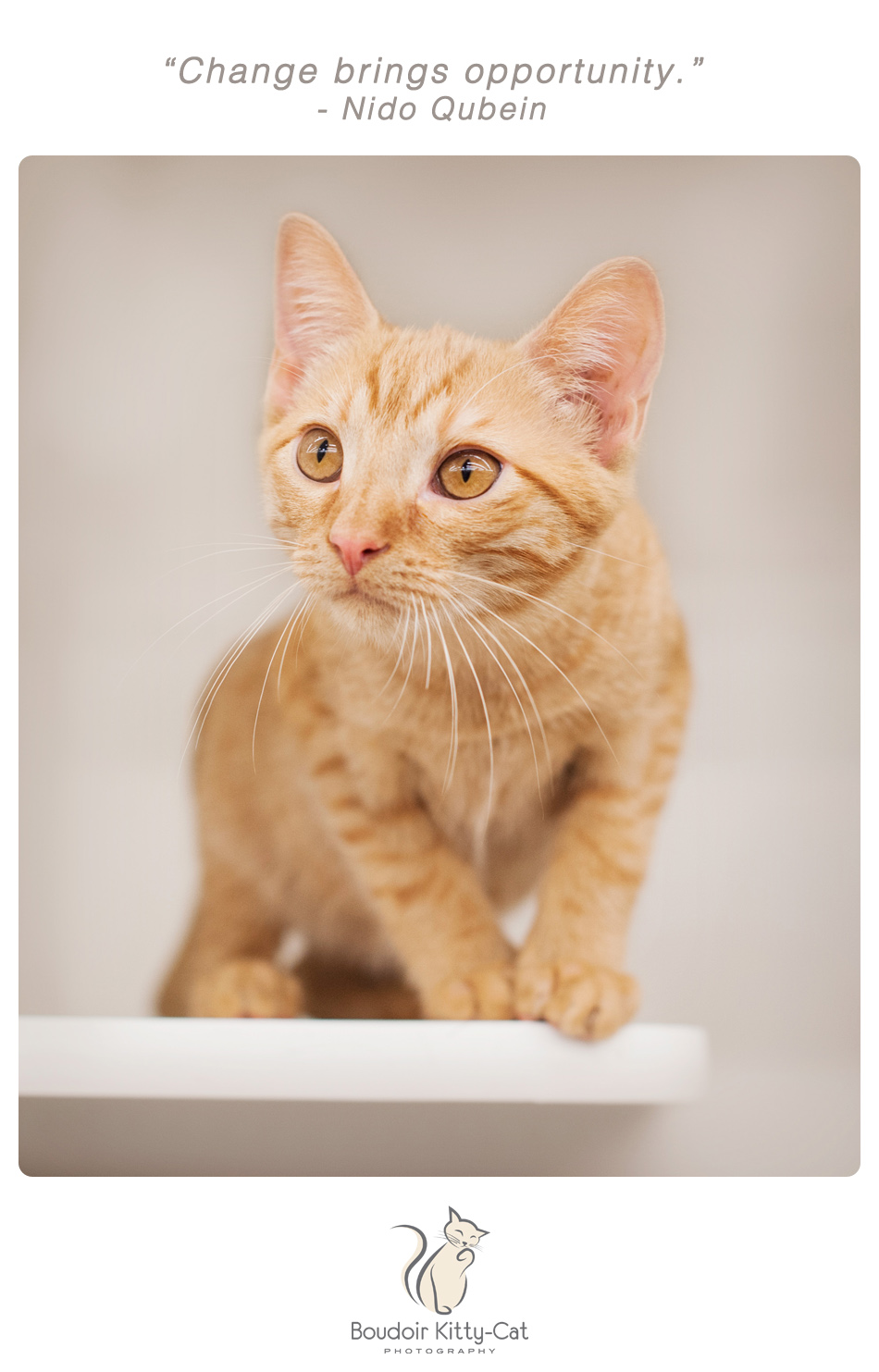 Photo of an orange tabby kitten