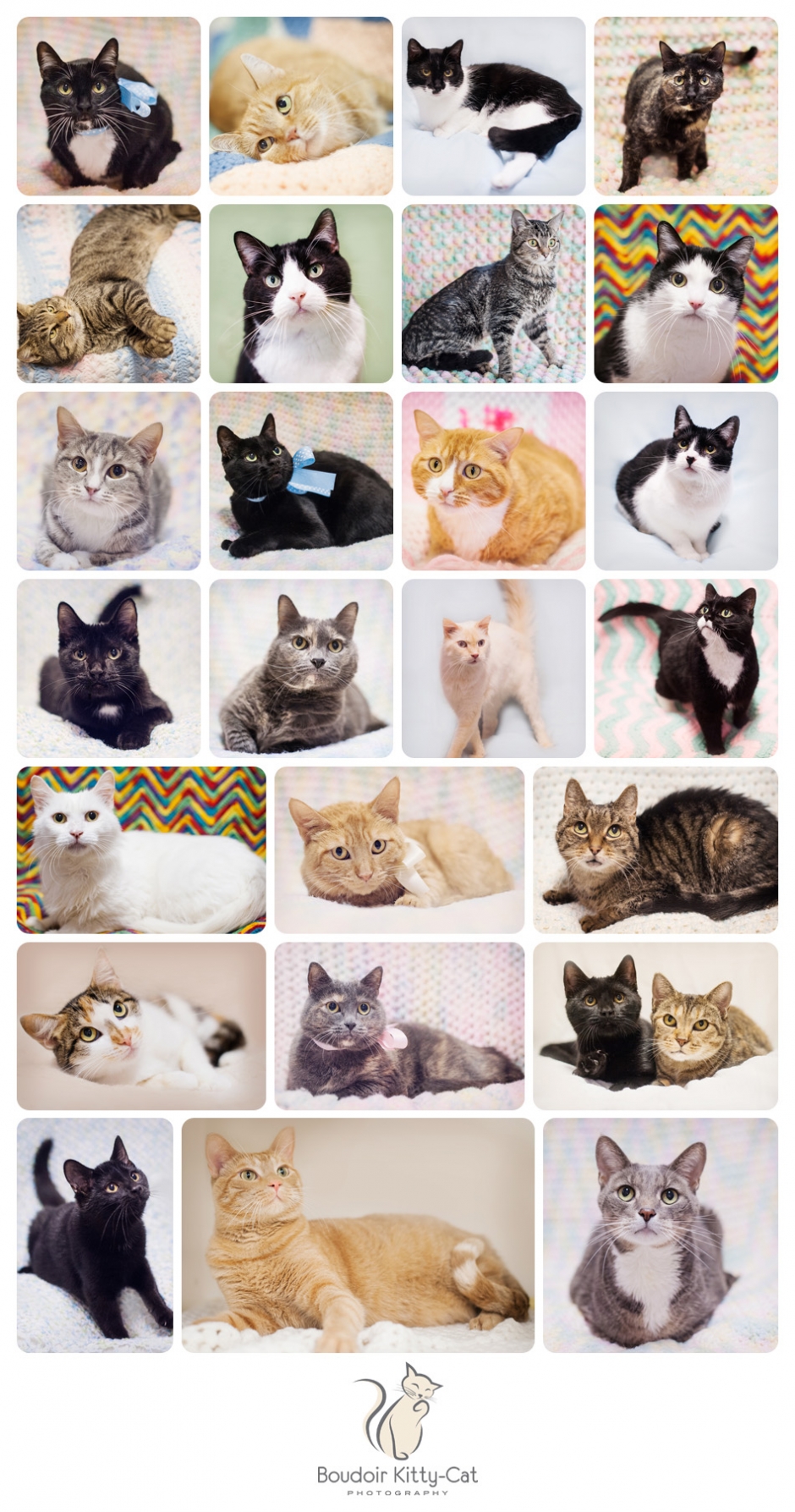 2015 Boudoir Kitty-Cat Photography Shelter Cats Part-004