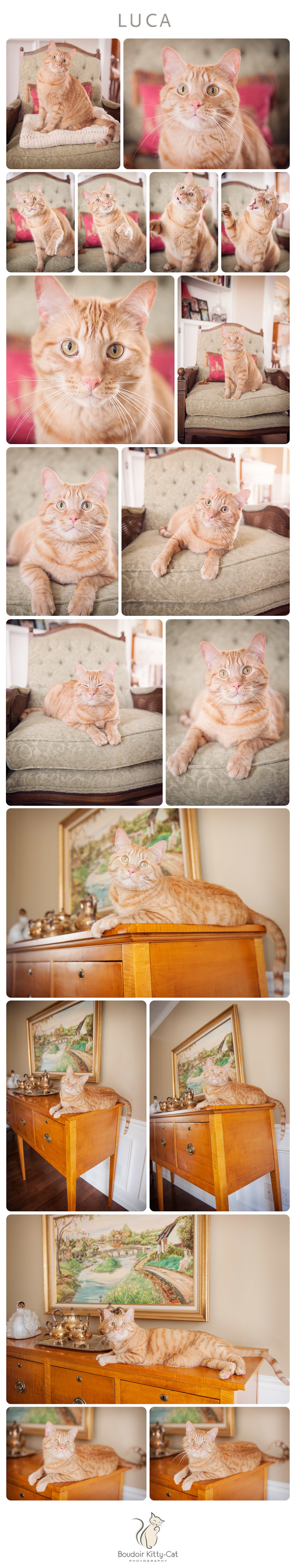 Orange Tabby Cat Photos