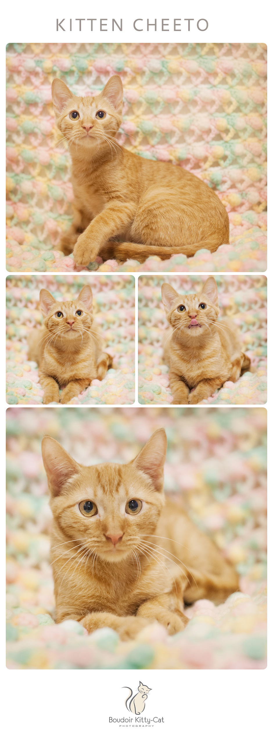 boudoir-kitty-cat-photography-kitten-cheeto